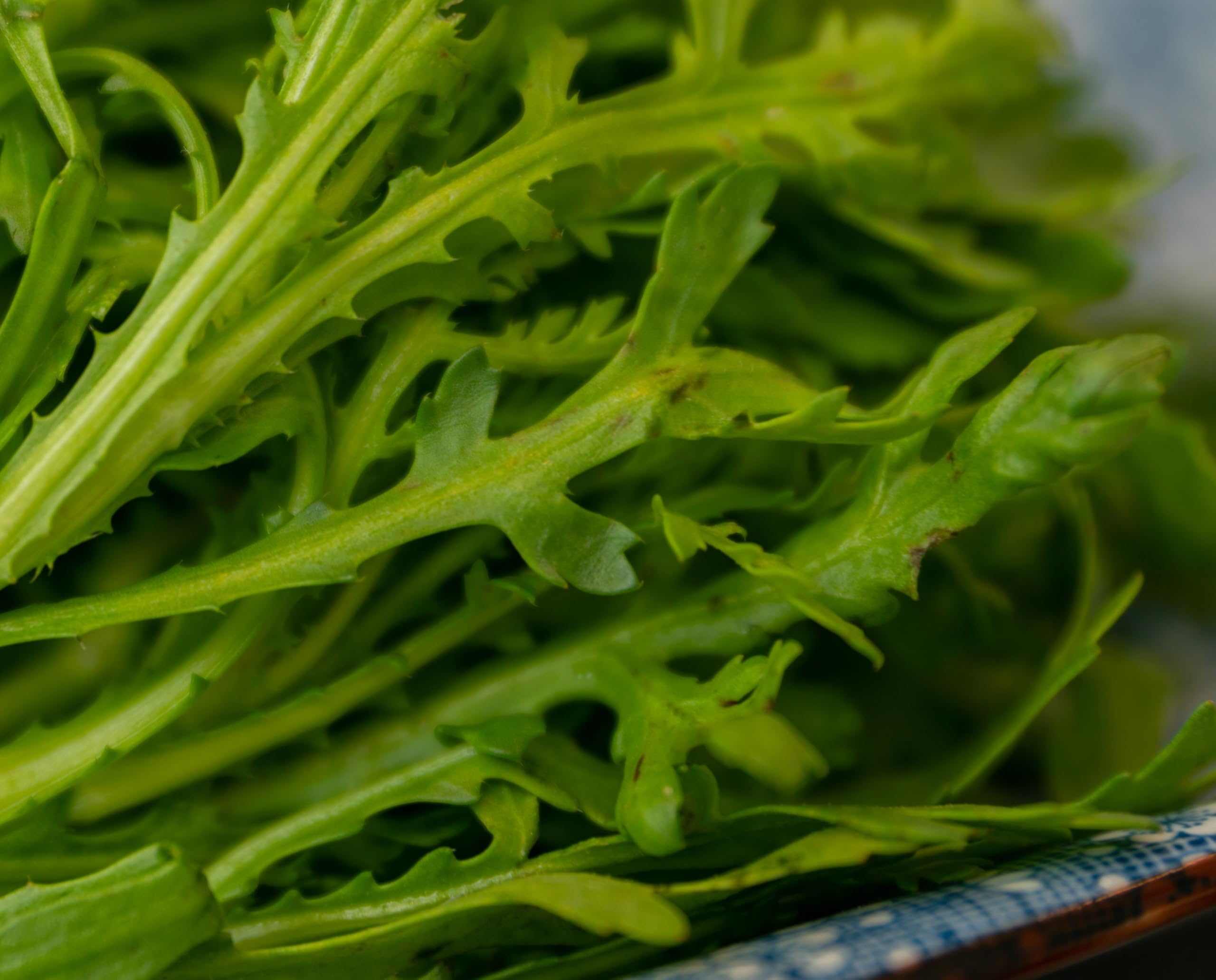 graines-bocquet-mizuna-vert-graines-moutarde-japonaise-2g image 1