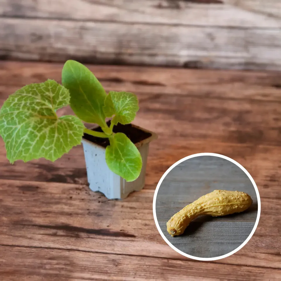ferme-de-sainte-marthe-courgette-pop-corn-plant-bio-jaune-non-coureuse image 1