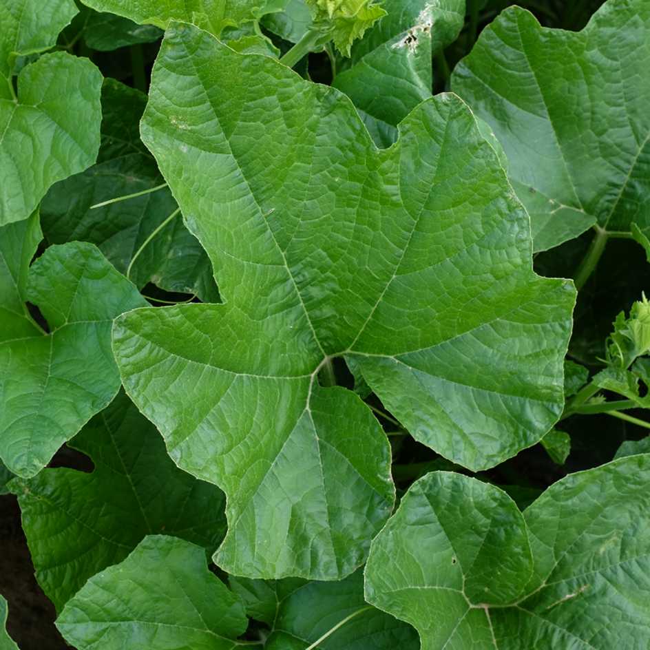 la-bo-te-graines-courge-baby-boo-graines-l-gumes-bio-blanche image 4