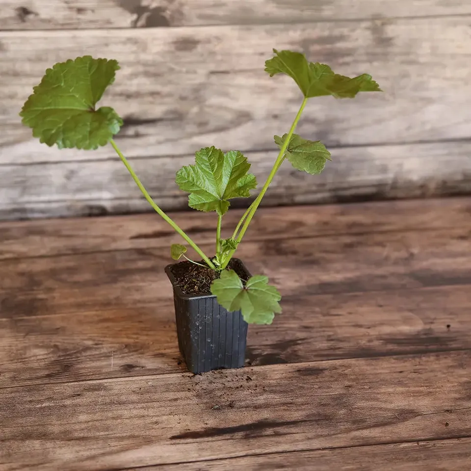 ferme-de-sainte-marthe-mauve-de-mauritanie-plant-bio-vivace image 1