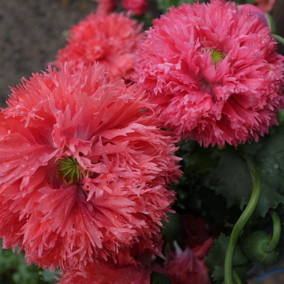 la-bo-te-graines-pavot-double-rose-bio-graines-fleurs image 4