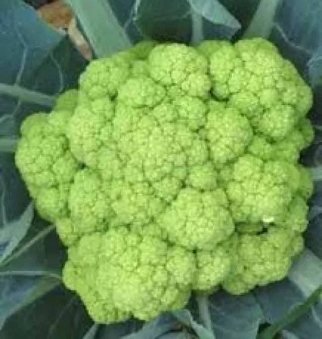 la-bo-te-graines-chou-fleur-verde-di-macerata-graines-bio-vert image 1