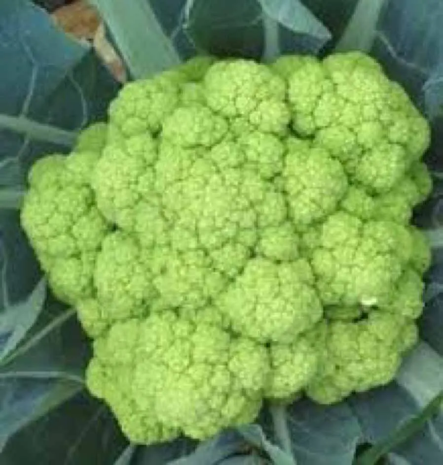 la-bo-te-graines-chou-fleur-verde-di-macerata-graines-bio-vert image 1