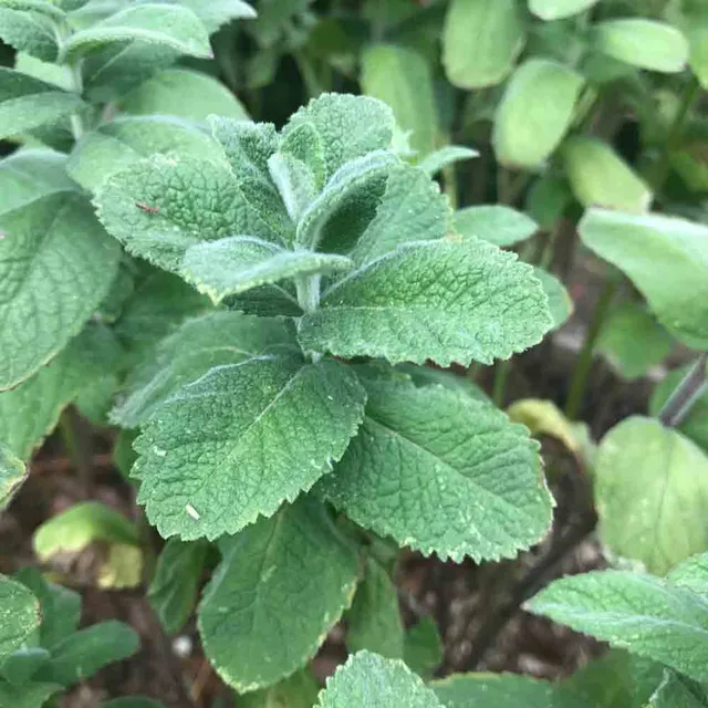 ferme-de-sainte-marthe-menthe-pomme-graines-bio-vivace image 1