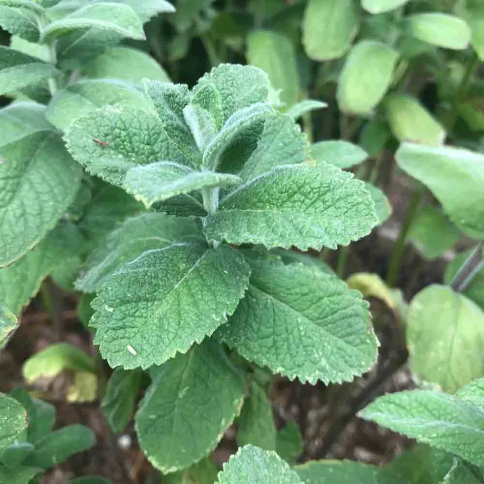 ferme-de-sainte-marthe-menthe-pomme-graines-bio-vivace image 1