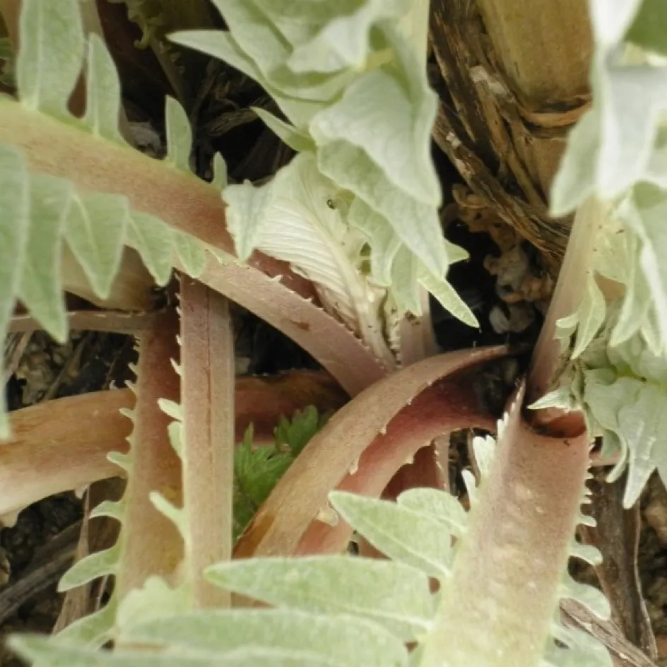 la-bo-te-graines-cardon-rouge-d-alger-bio-graines-l-gumes image 1