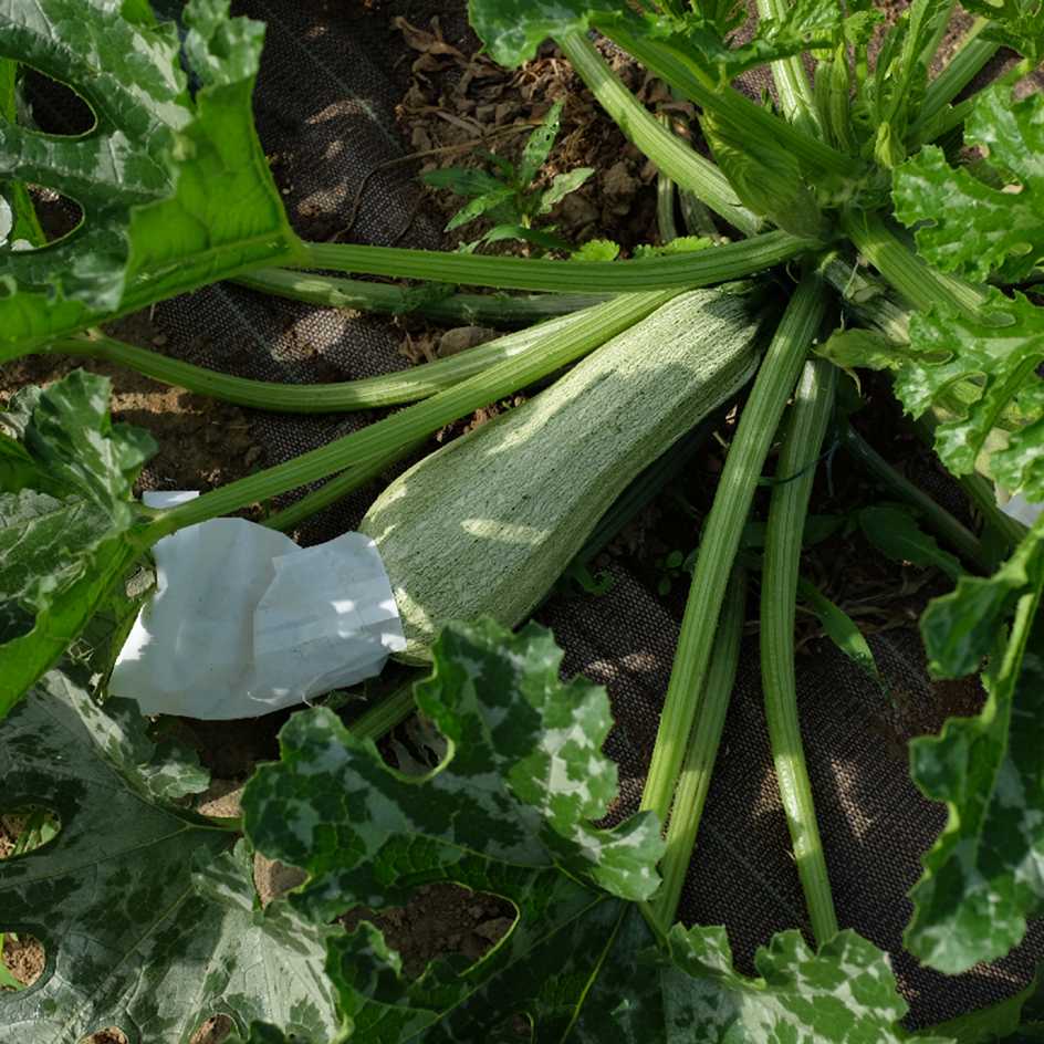 la-bo-te-graines-courgette-ortolana-di-faenza-bio-graines-fondante image 6