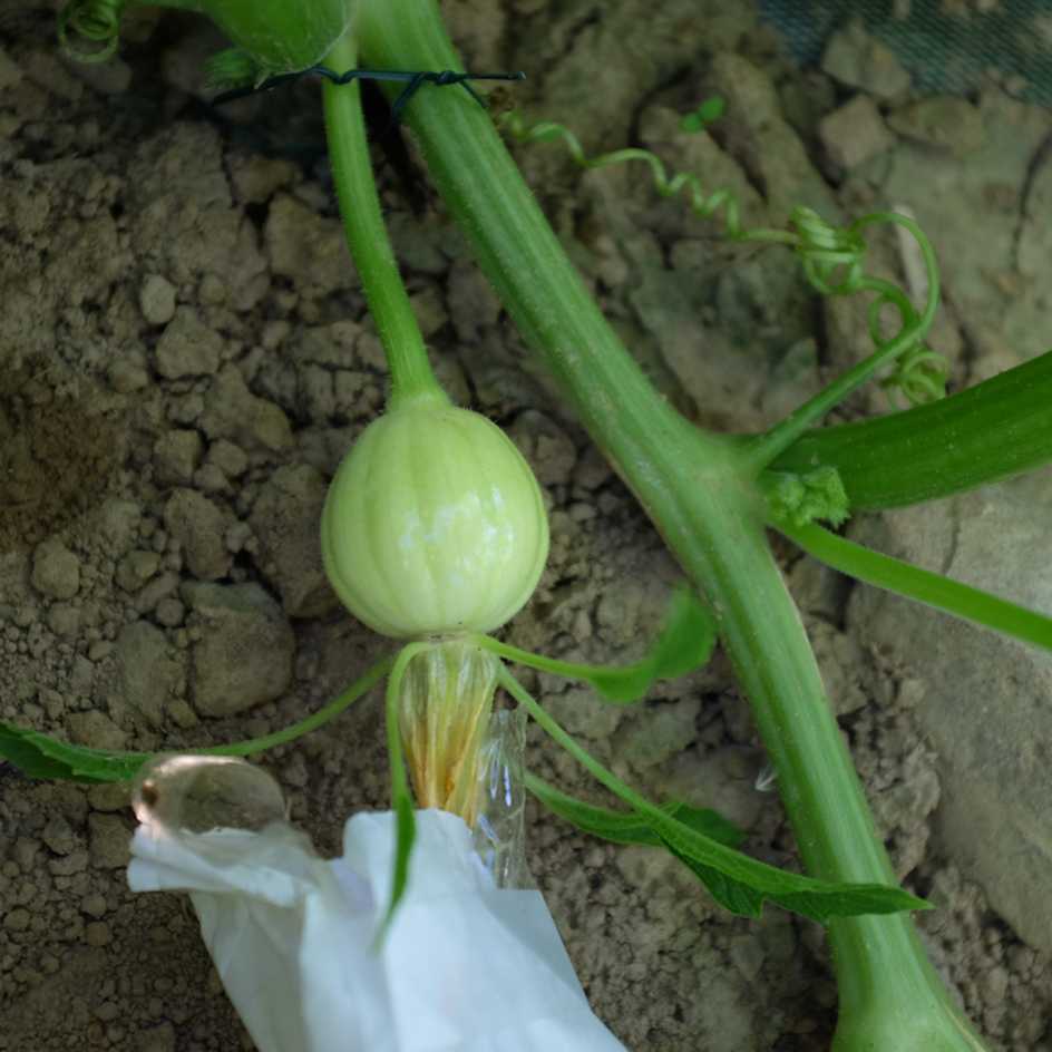 la-bo-te-graines-courge-baby-boo-graines-l-gumes-bio-blanche image 3