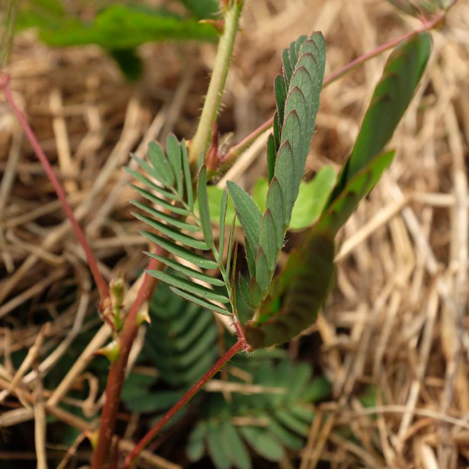 la-bo-te-graines-mimosa-pudica-graines-fleurs-bio-pot image 3