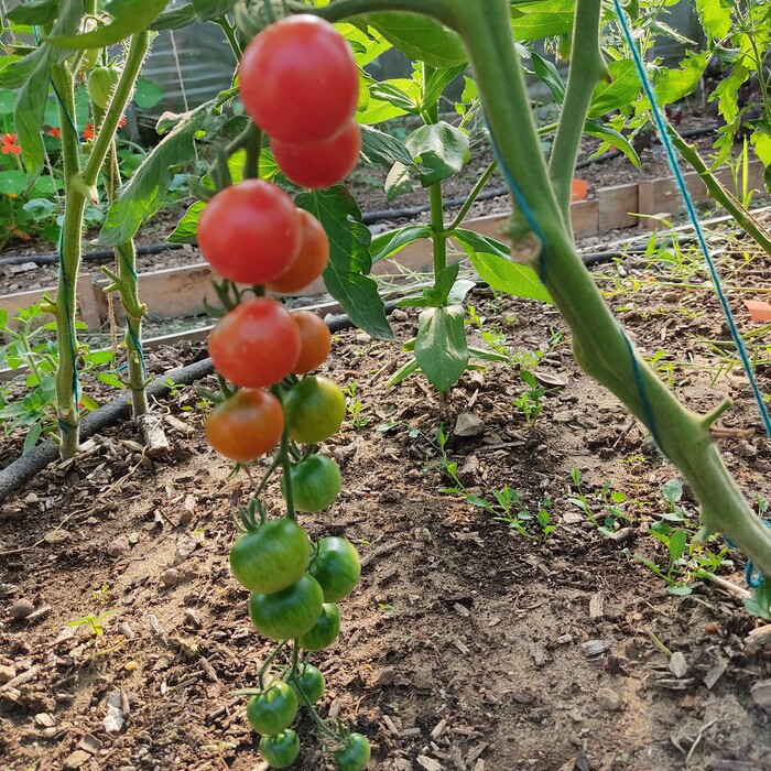les-semences-de-l-ombelle-tomate-cerise-rouge-zuckertraube-bio-graines image 2