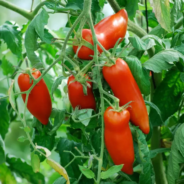 ferme-de-sainte-marthe-graines-potag-res-tomate-andine-cornue-bio-chair-ferme image 1