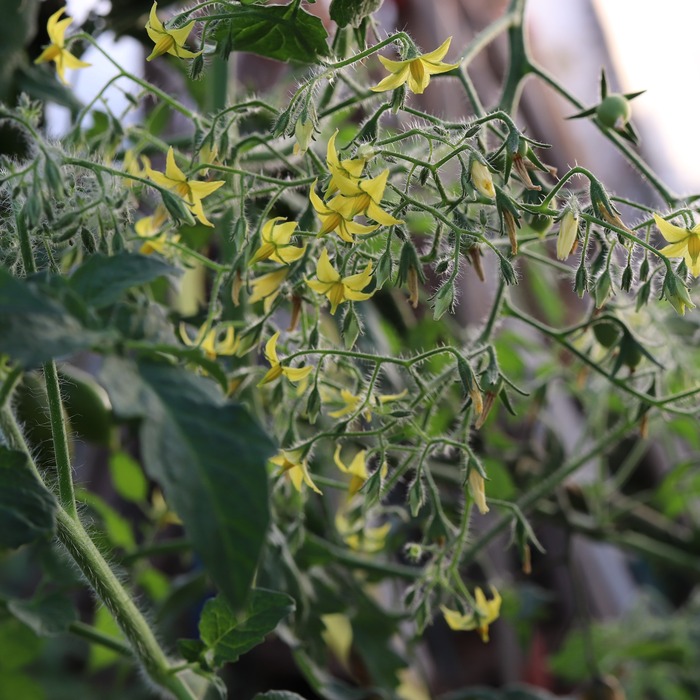 les-semences-de-l-ombelle-tomate-cerise-mille-fleurs-graines-bio image 2