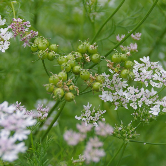les-semences-de-l-ombelle-coriandre-graines-aromatiques-bio image 2