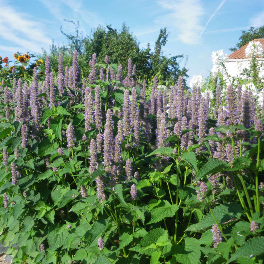 la-bo-te-graines-agastache-foeniculum-bio-graines-aromatiques image 1