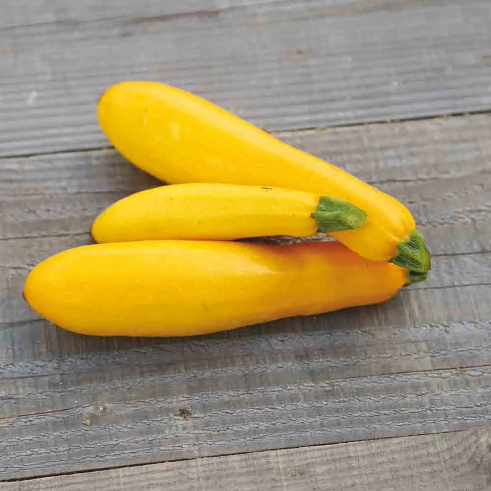 ferme-de-sainte-marthe-courgette-jaune-graines-potag-res-bio-productive image 1