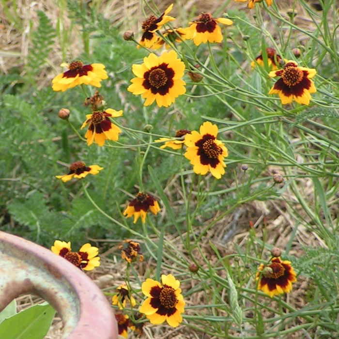 les-semences-de-l-ombelle-cor-opsis-des-teinturiers-bio-graines-fleurs image 1