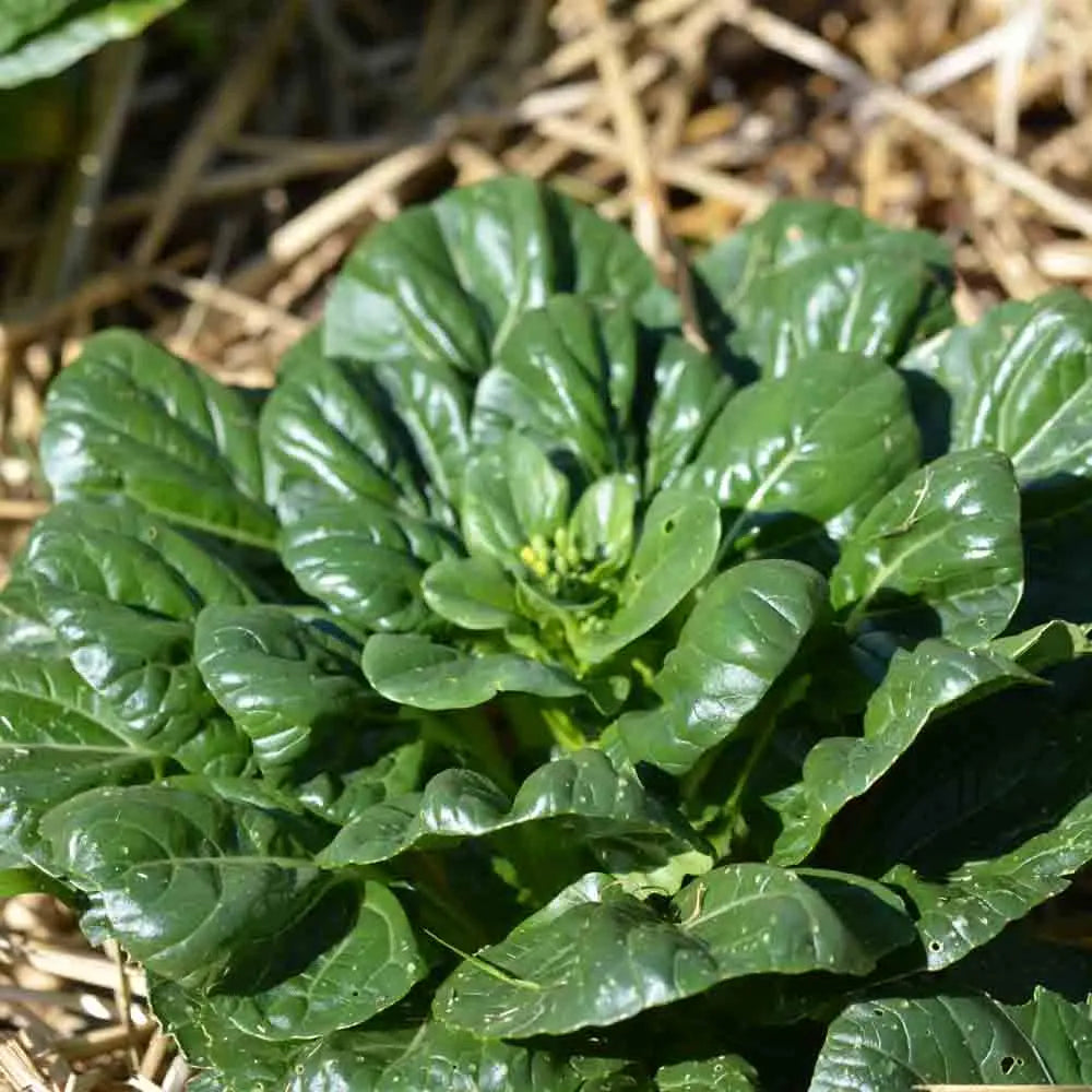 ferme-de-sainte-marthe-chou-tatsoi-pak-choi-graines-bio-rosette image 1