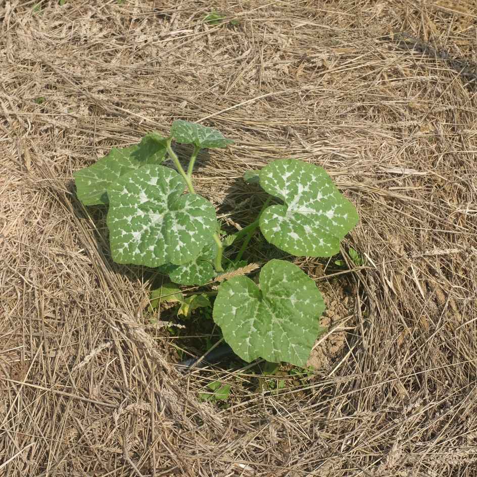 la-bo-te-graines-courge-carat-mini-muscade-graines-bio image 2