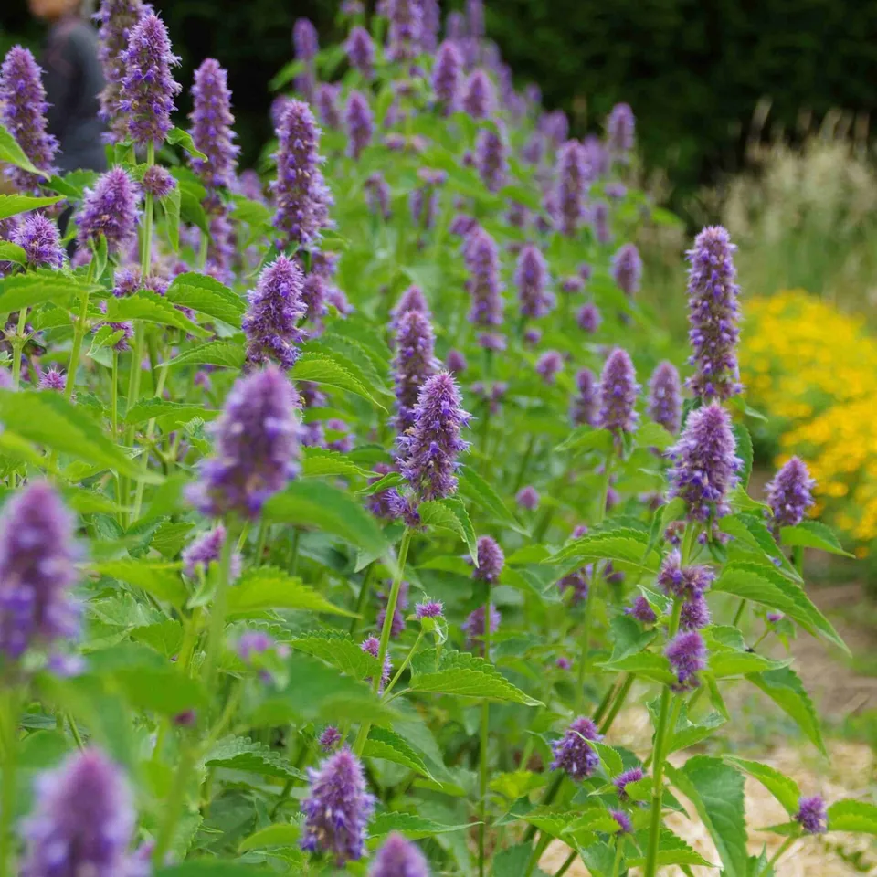 les-semences-de-l-ombelle-agastache-anis-e-bio-graines-aromatiques image 1