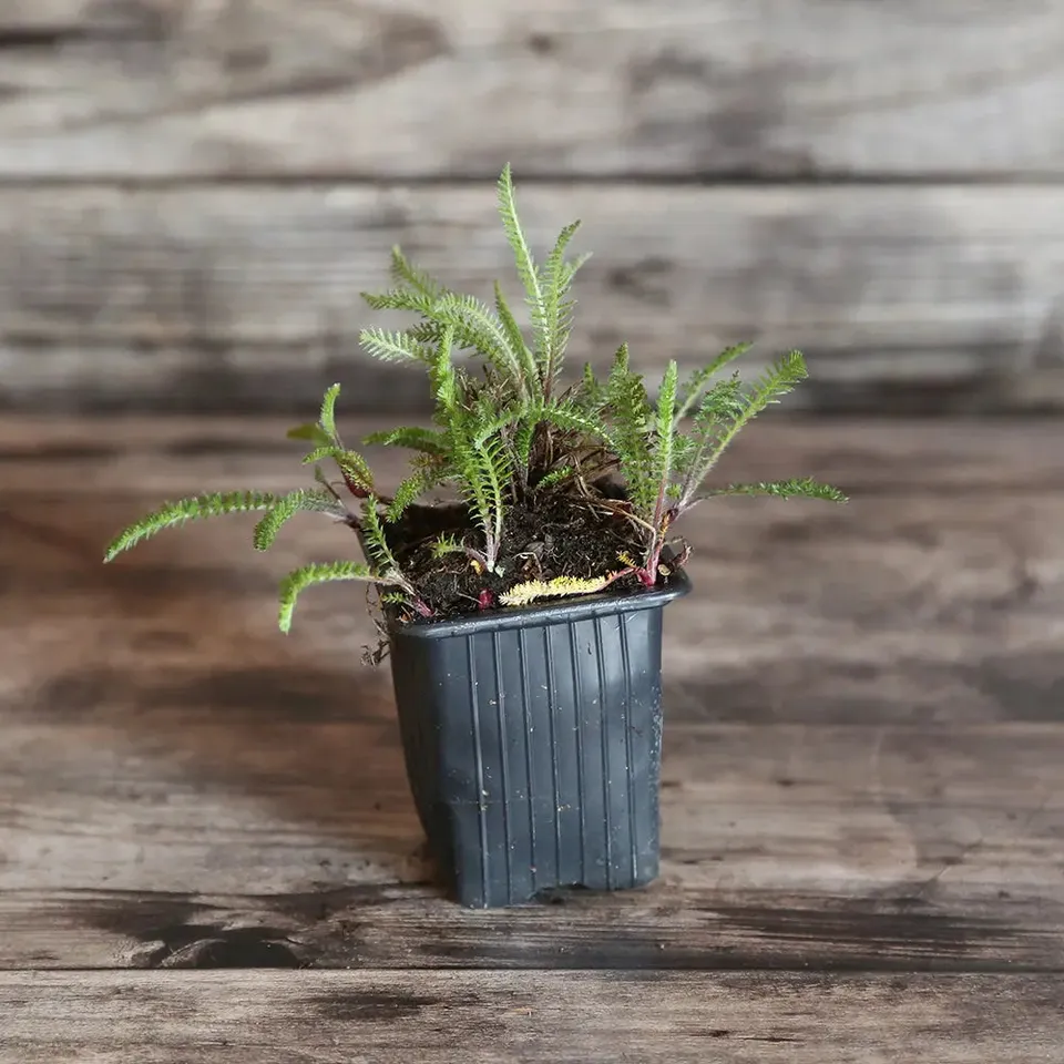 ferme-de-sainte-marthe-flowerburst-fruitbowl-achill-e-plant image 1