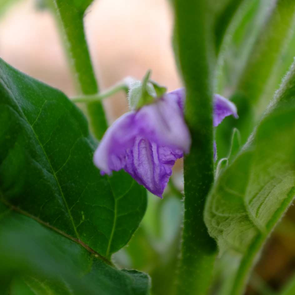 la-bo-te-graines-aubergine-lao-lavender-bio-graines-l-gumes image 4
