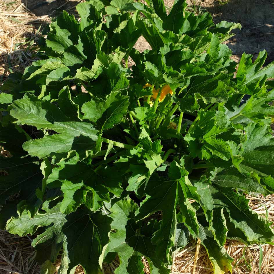 la-bo-te-graines-ronde-de-piacenza-graines-courgette-bio-productive image 5