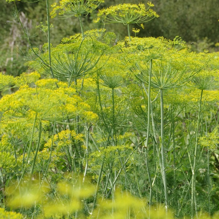 les-semences-de-l-ombelle-aneth-officinale-bio-graines-aromatiques-bio image 2