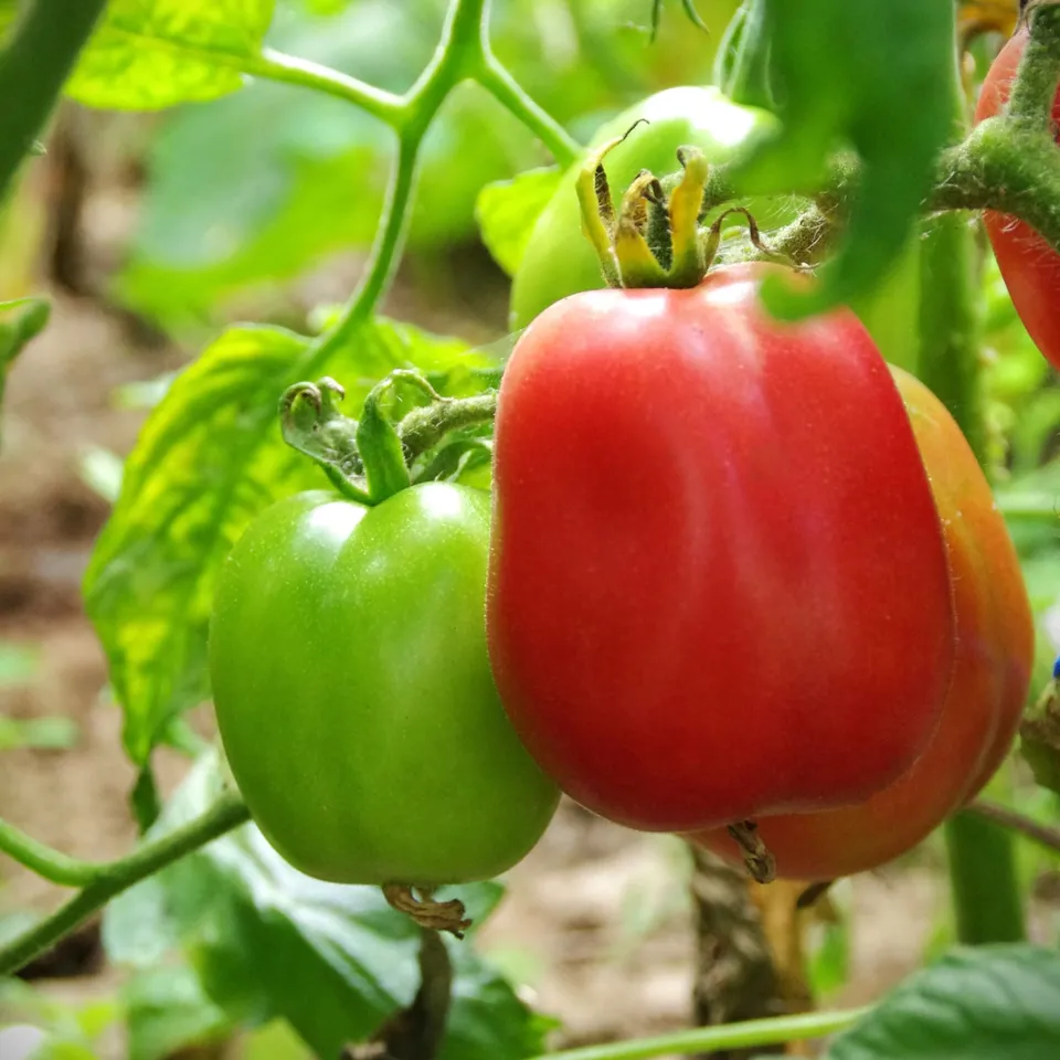 les-semences-de-l-ombelle-tomate-rose-poire-ukrainienne-graines-bio image 1