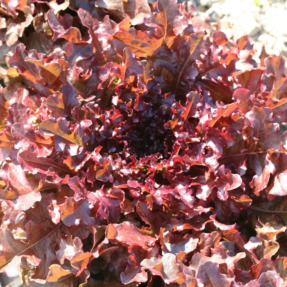 ferme-ste-marthe-red-salad-bowl-graines-laitue-bio image 1