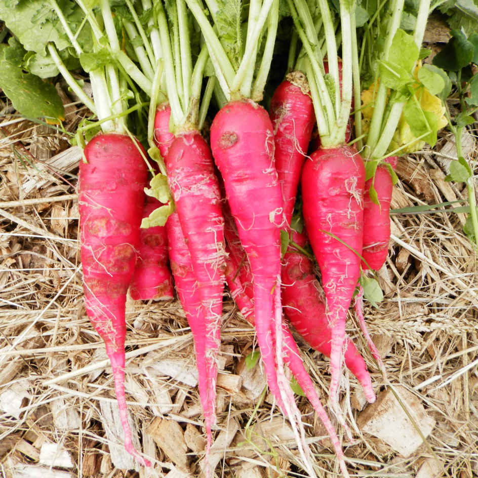 la-bo-te-graines-radis-ostergruss-rosa-2-graines-bio-rose image 1