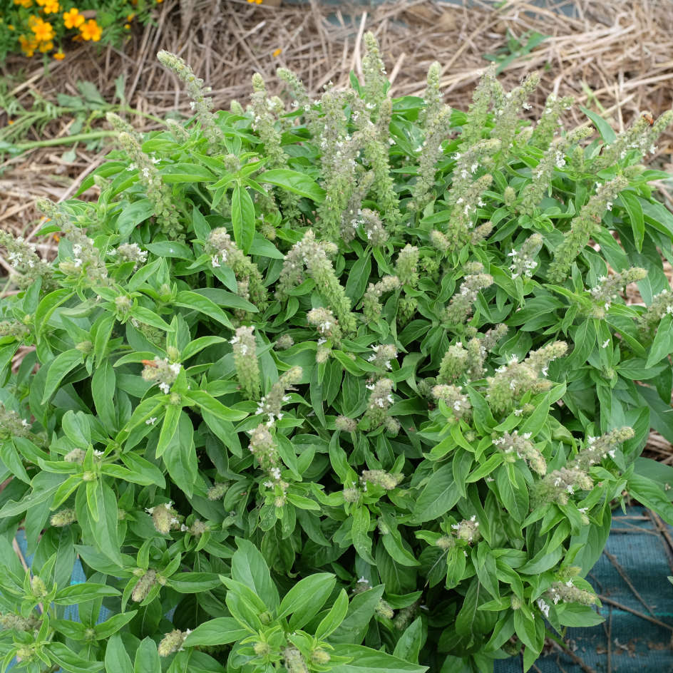 la-bo-te-graines-tulsi-graines-basilic-sacr-bio image 4
