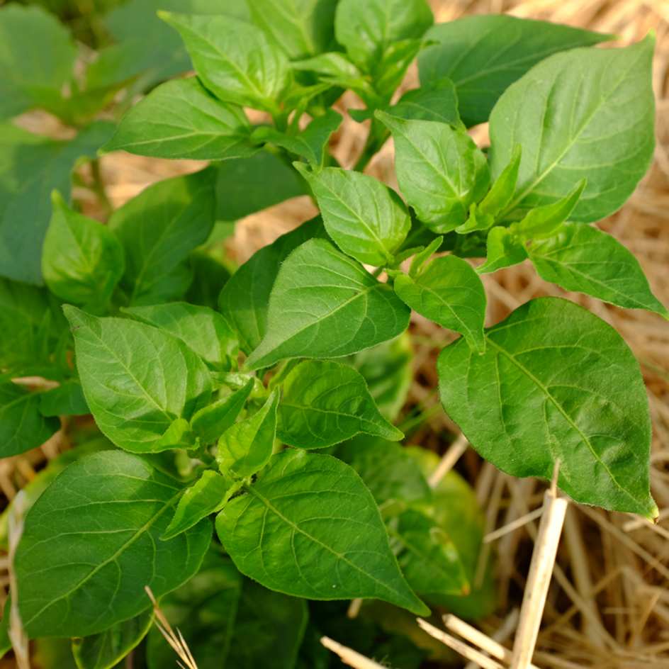 la-bo-te-graines-piment-biquinho-rouge-bio-graines image 3