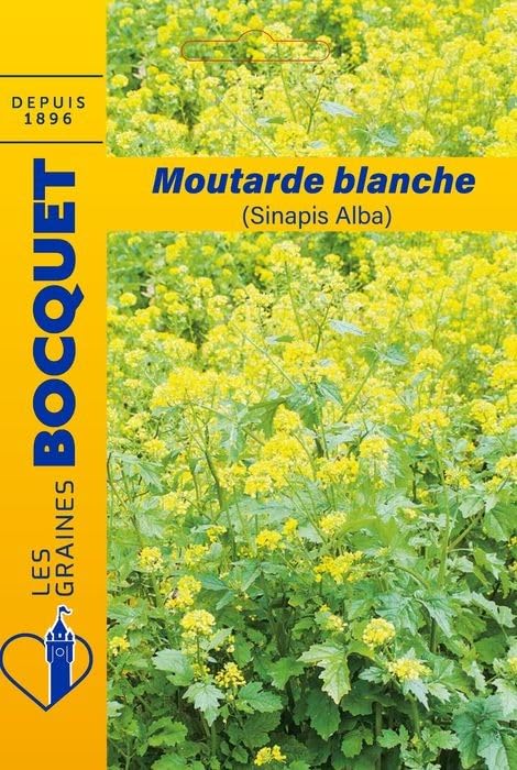 graines-bocquet-moutarde-blanche-sinapis-alba-fleurs-100-g-engrais image 1