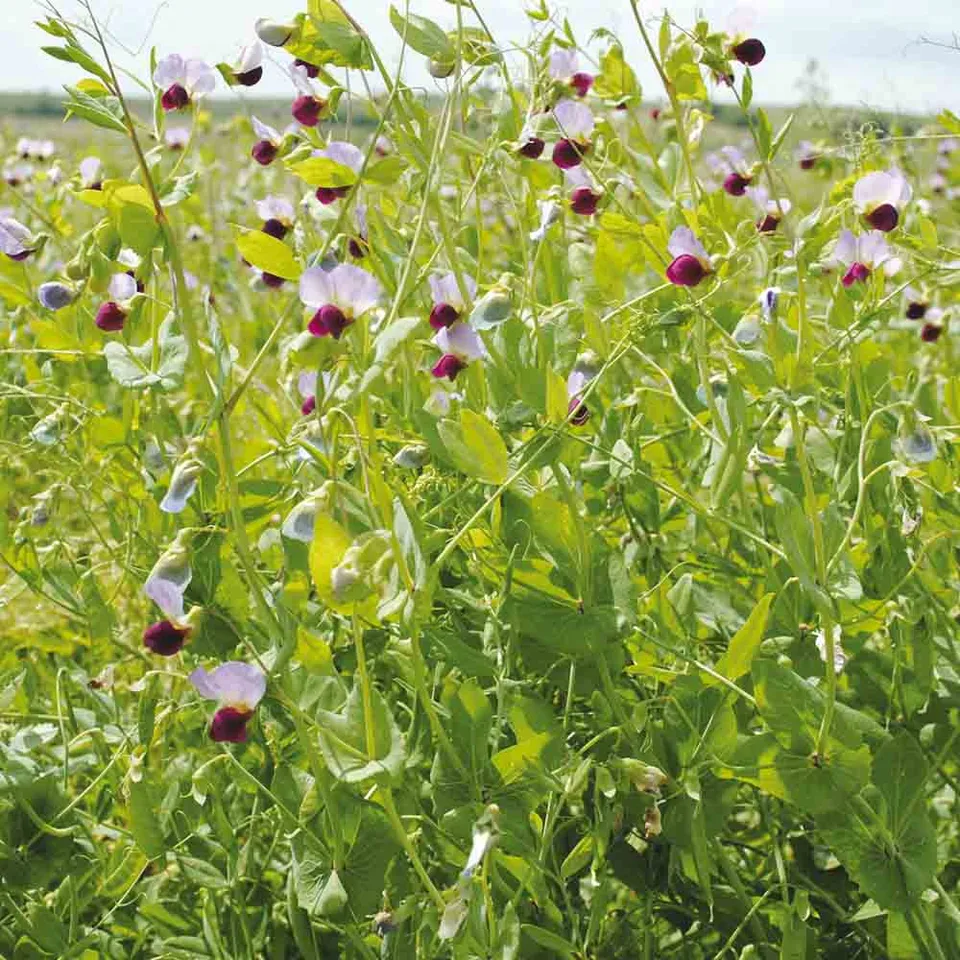 ferme-de-sainte-marthe-pois-prot-agineux-graines-bio-150-g image 1