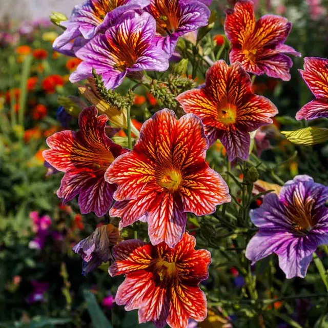 ferme-de-sainte-marthe-salpiglossis-vari-graines-de-fleurs-bio-sachet-annuelle image 1
