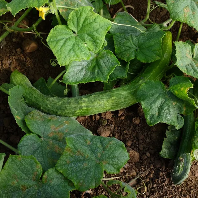 la-bo-te-graines-graines-l-gumes-nippon-sanjaku-kiuri-bio-long image 1