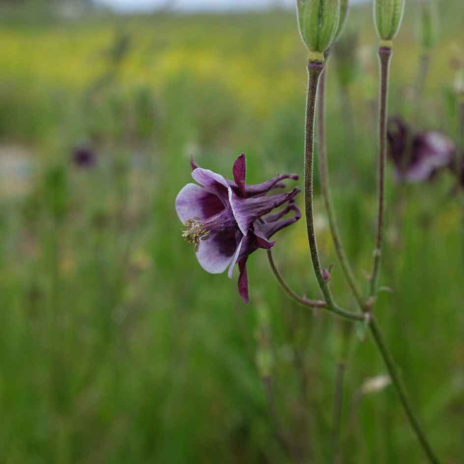 la-bo-te-graines-ancolie-william-guiness-graines-fleurs-pourpre image 3