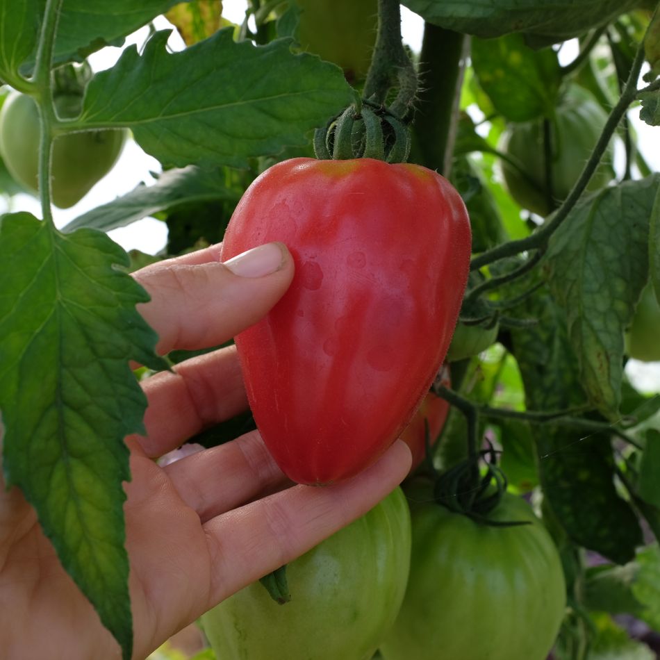 la-bo-te-graines-tomate-petite-coeur-de-boeuf-graines-bio-salade image 5