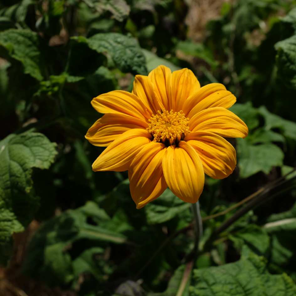 la-bo-te-graines-tithonia-yellow-torch-bio-graines-fleurs image 3