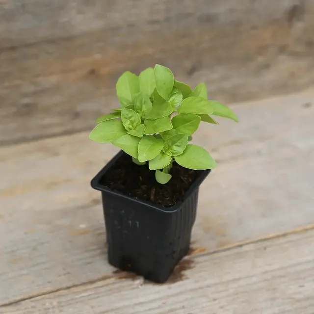 ferme-de-sainte-marthe-basilic-marseillais-plant-bio-parfum image 1