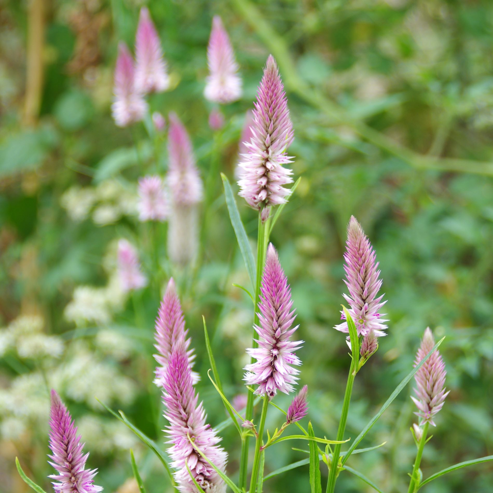 les-semences-de-l-ombelle-c-losie-flamingo-graines-fleurs-bio image 2