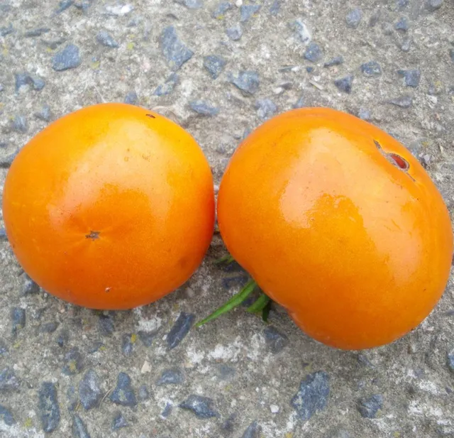 la-bo-te-graines-tomate-la-carotina-graines-l-gumes-bio image 1