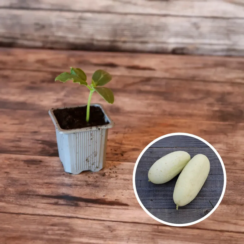 ferme-de-sainte-marthe-concombre-blanc-long-parisien-plant-bio image 1