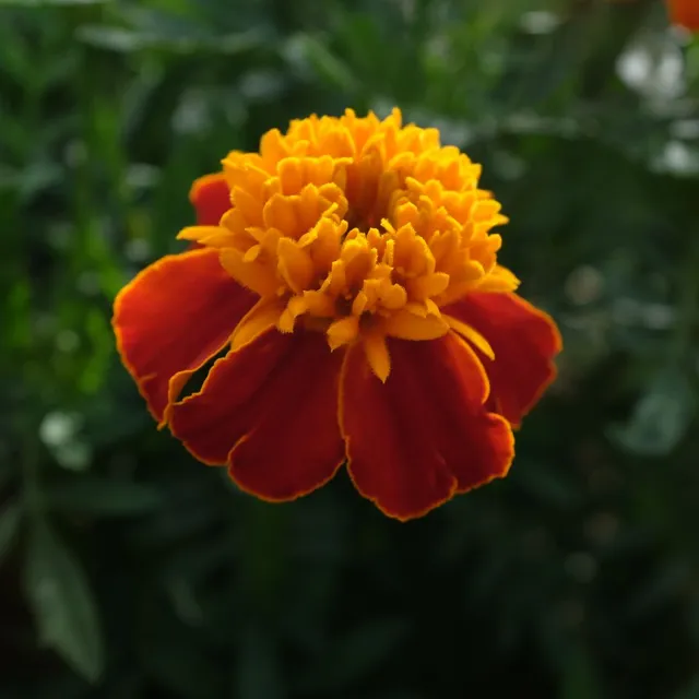 la-bo-te-graines-illet-d-inde-orange-flame-bio-graines-fleurs image 1