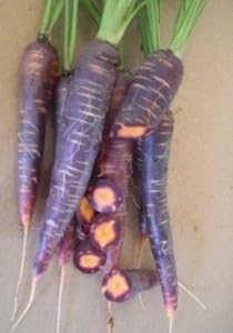 graines-bocquet-purple-haze-f1-carotte-violette-0-50-g-sucr-e image 1