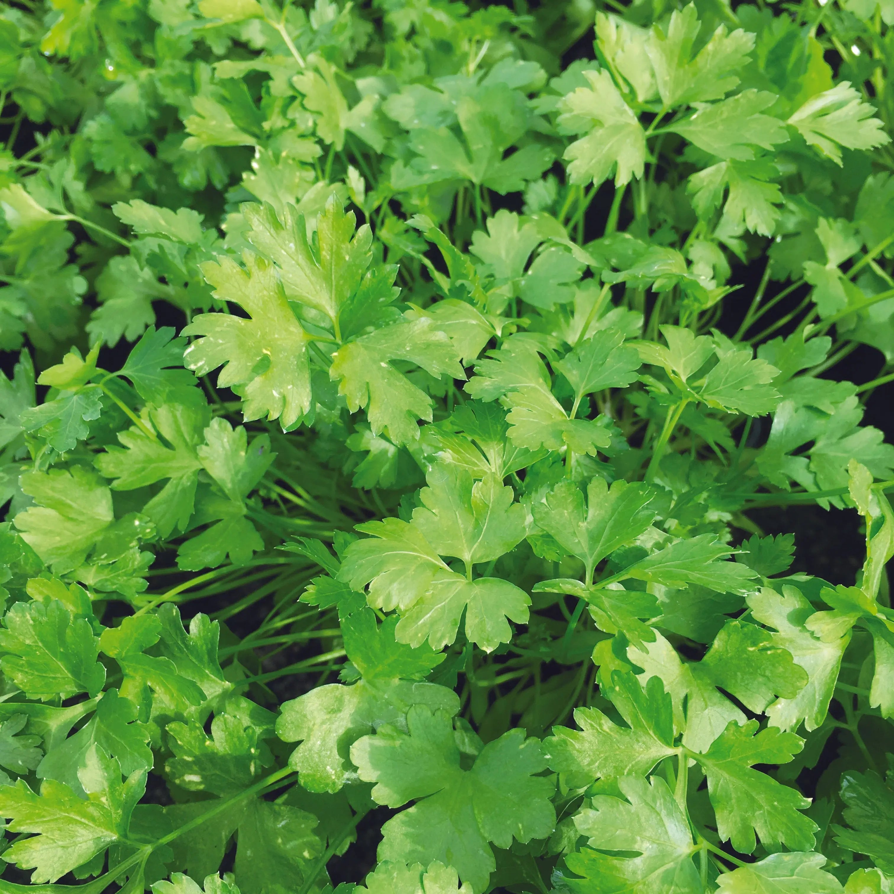 ferme-de-sainte-marthe-plat-commun-2-persil-plant-bio image 2