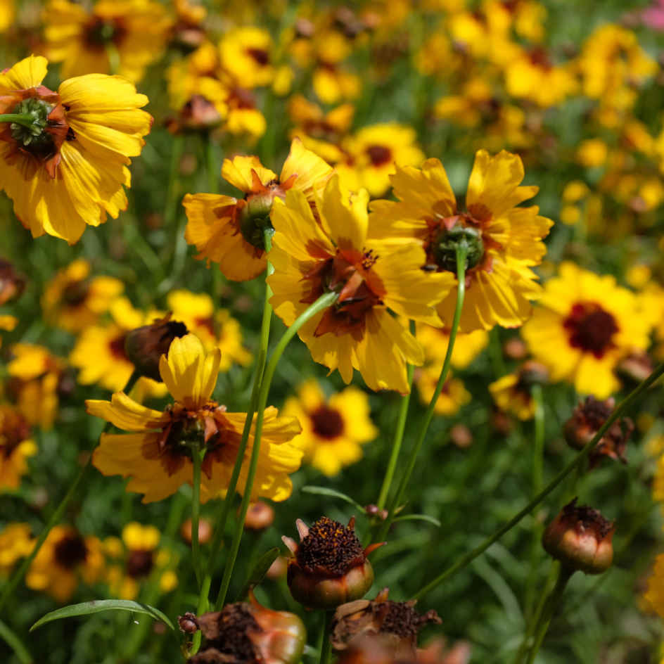 la-bo-te-graines-coreopsis-des-teinturiers-bio-graines-fleurs image 2