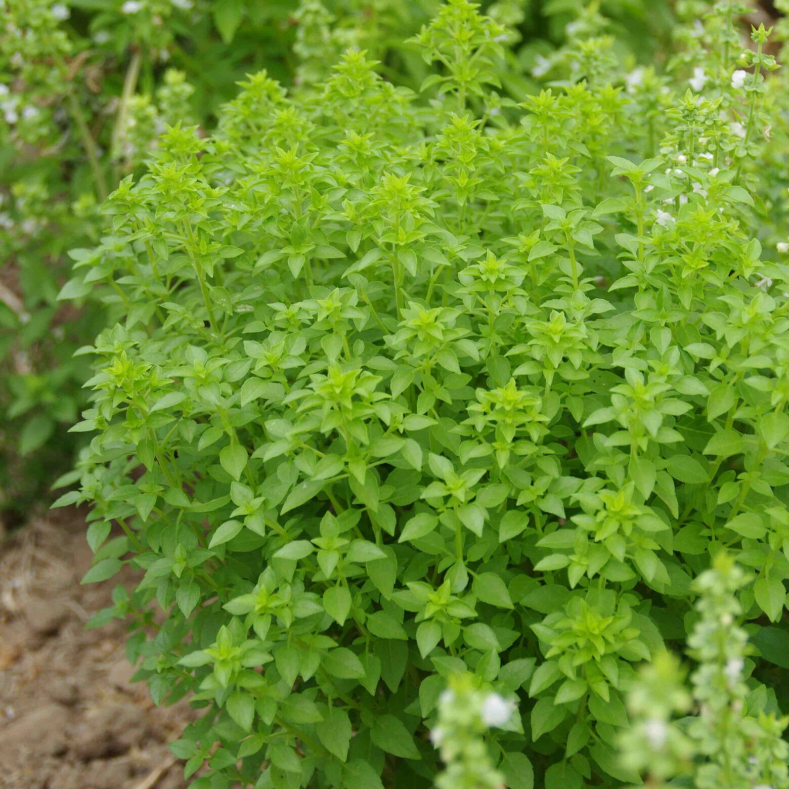 les-semences-de-l-ombelle-fin-vert-bio-graines-de-basilic image 1