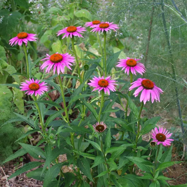 les-semences-de-l-ombelle-chinac-e-pourpre-graines-bio-vivace image 1