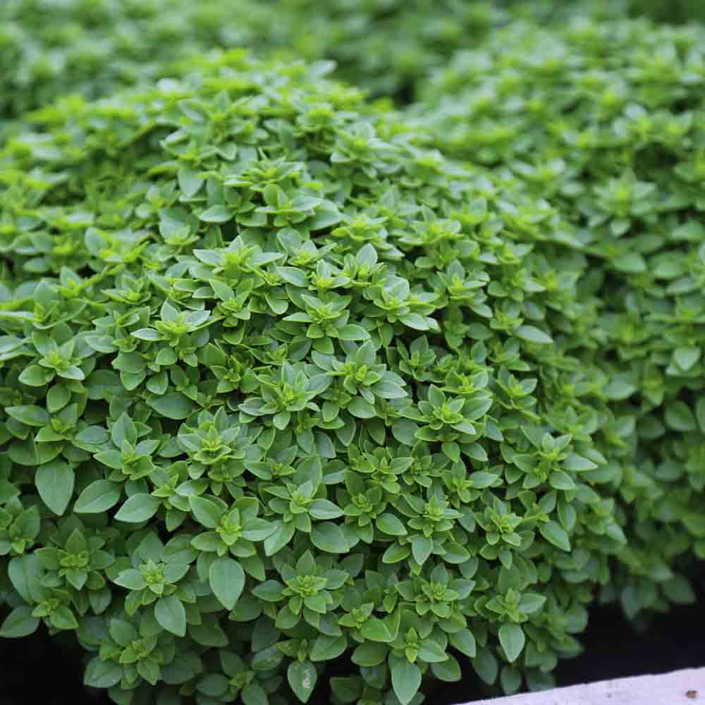 ferme-de-sainte-marthe-basilic-fin-vert-nain-compact-graines-bio-pot image 1